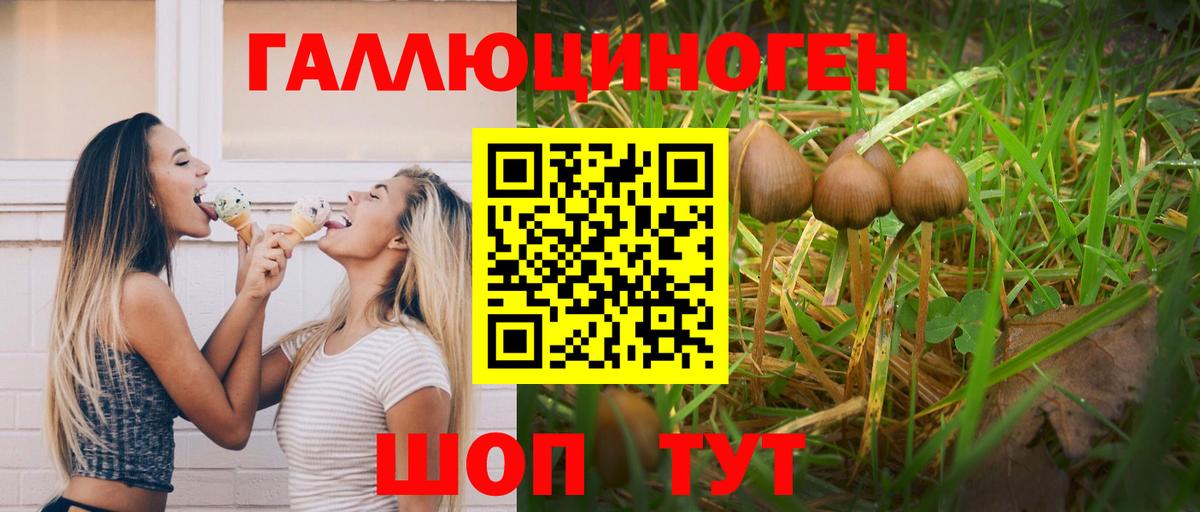 Псилоцибиновые грибы Psilocybe Красногорск